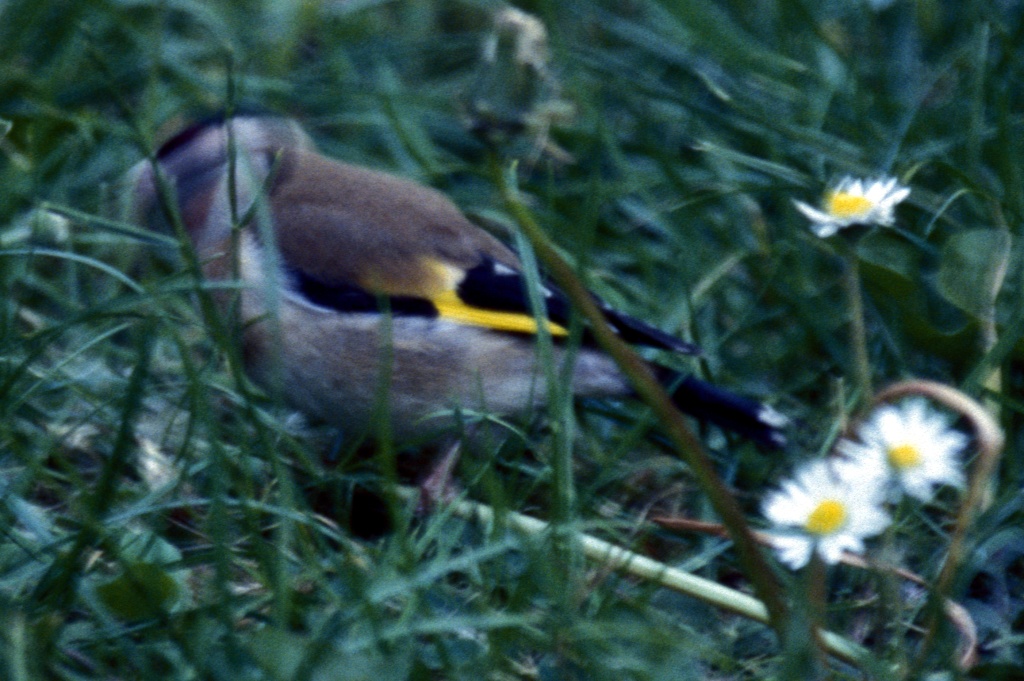 Goldfinch