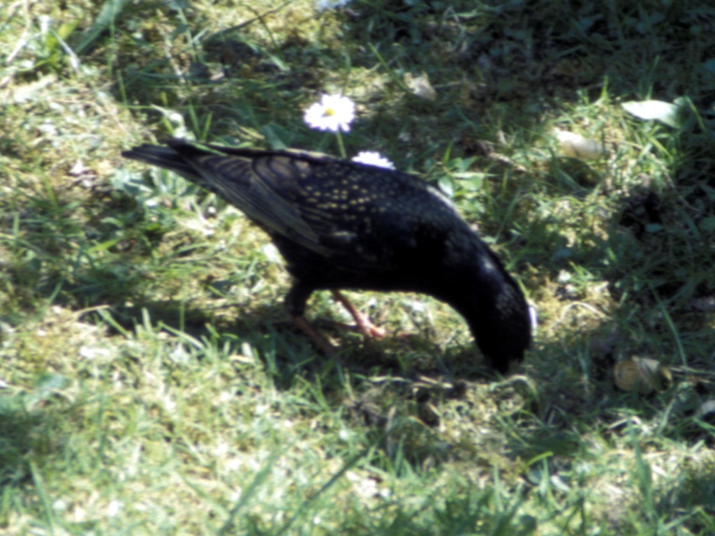 Starling