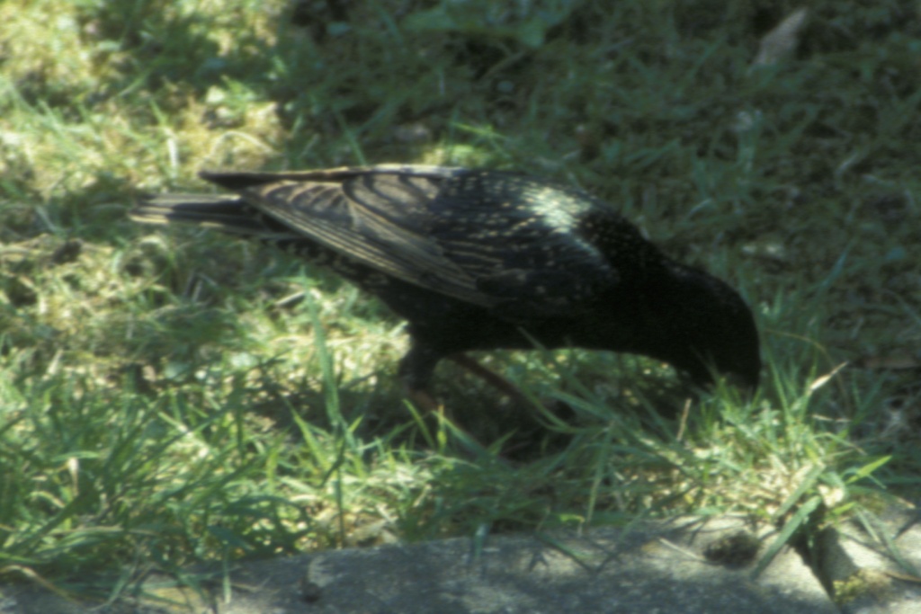 Starling