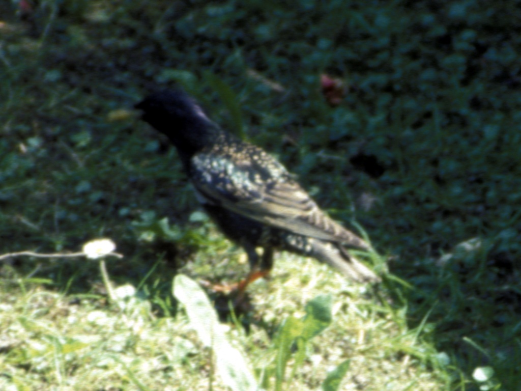 Starling