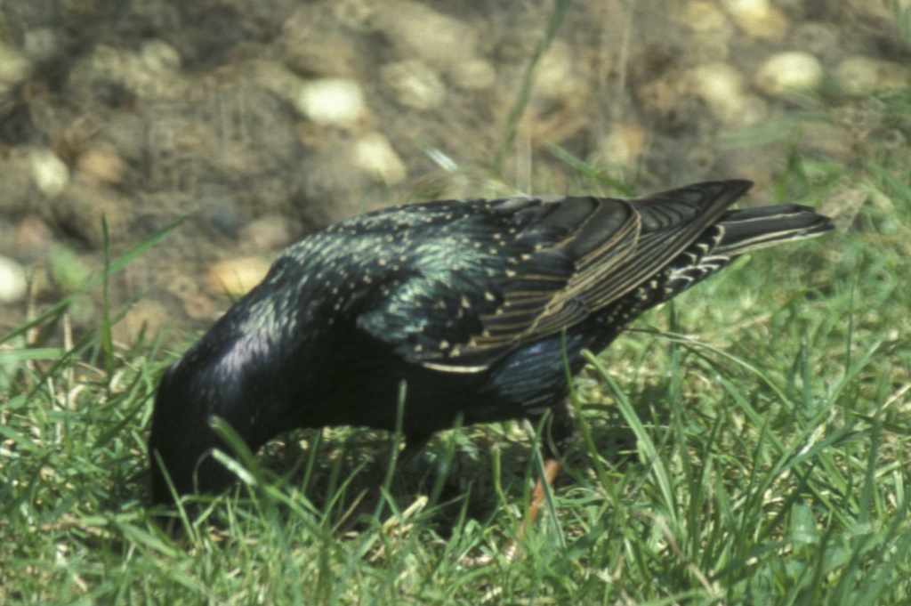 Starling