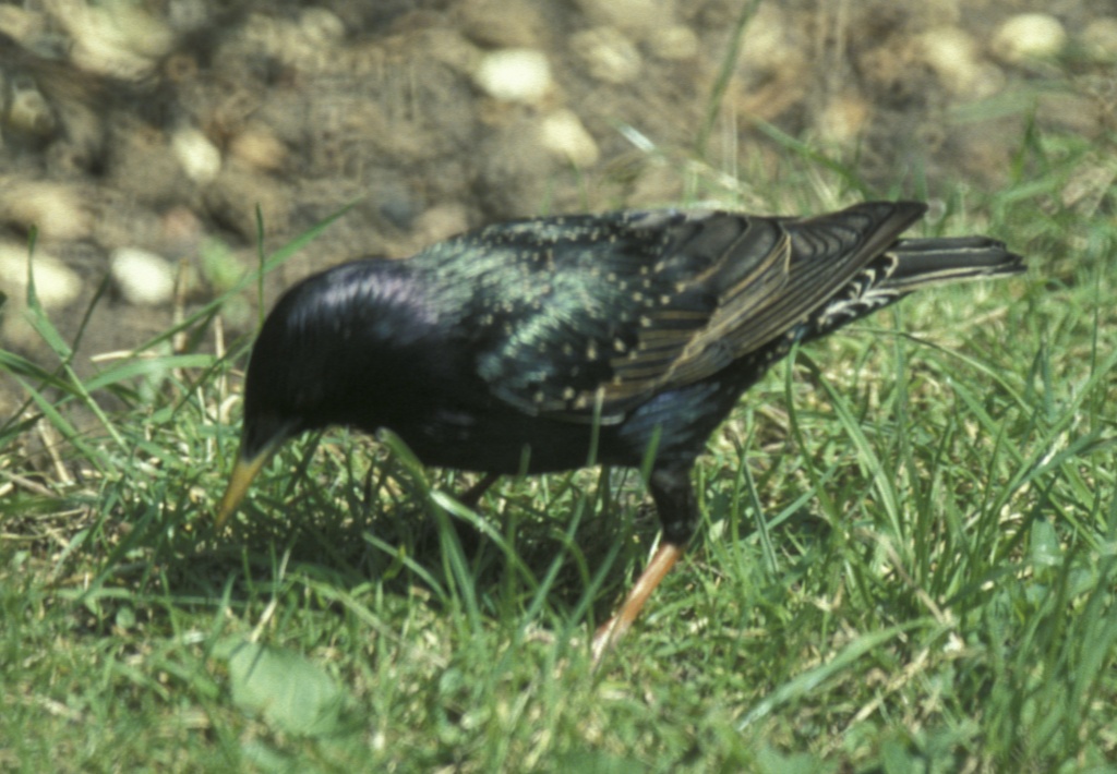 Starling