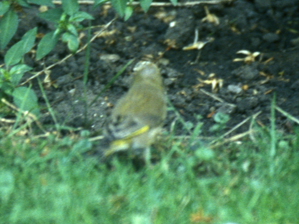 Greenfinch
