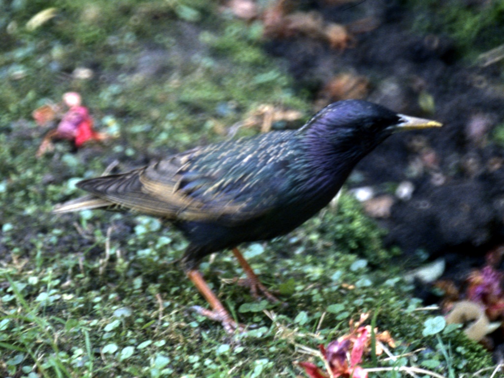 Starling