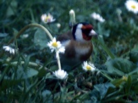 Goldfinch
