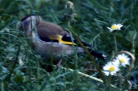 Goldfinch