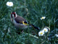 Goldfinch