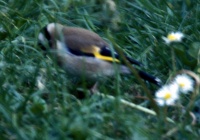Goldfinch