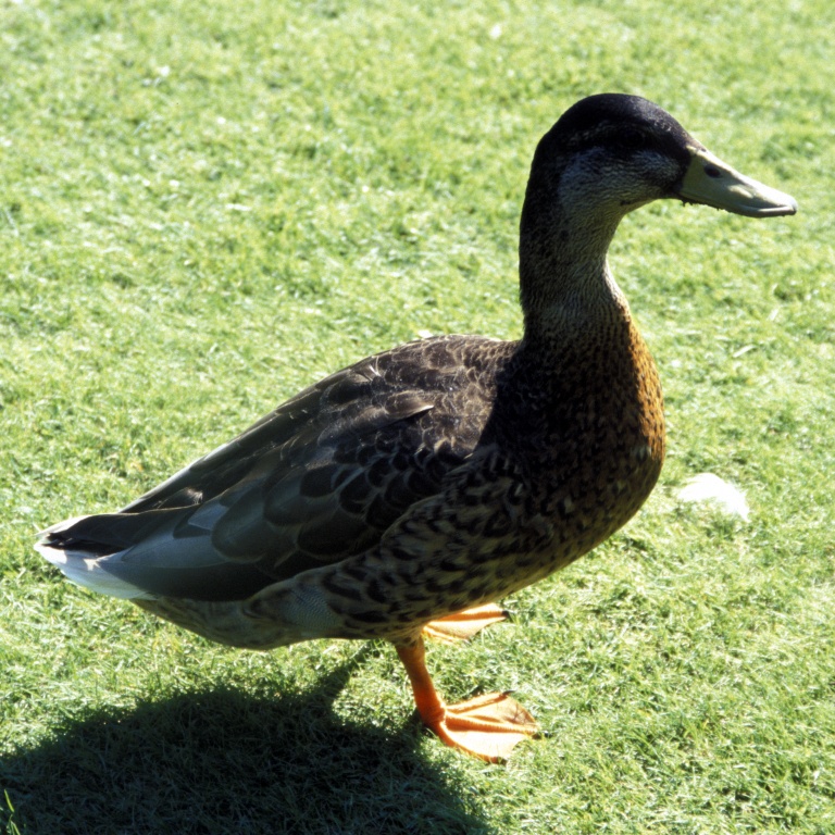 Duck
