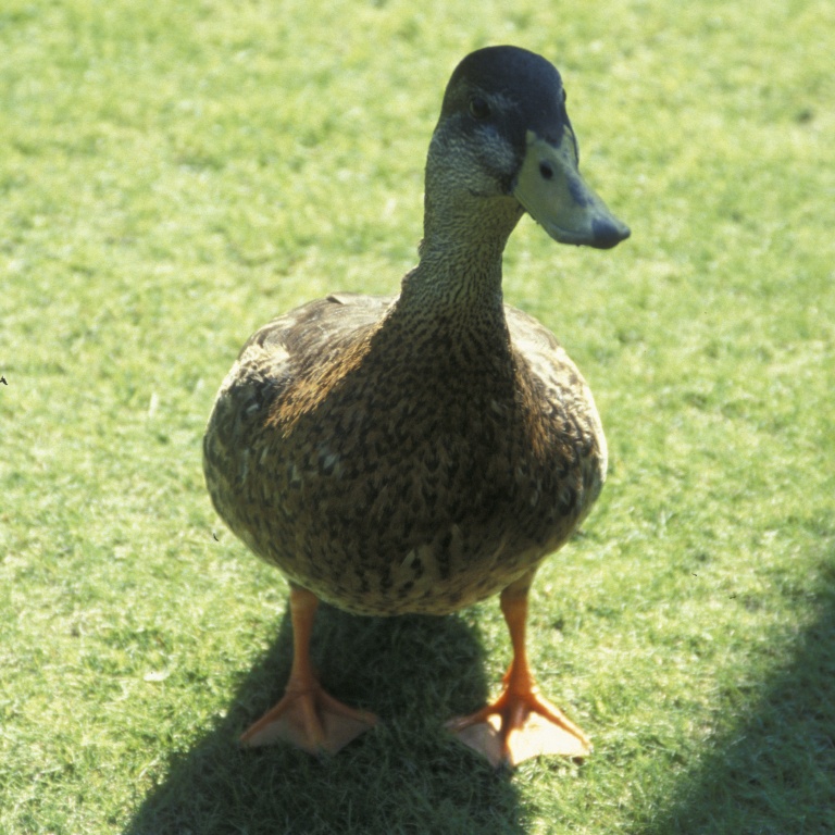 Duck
