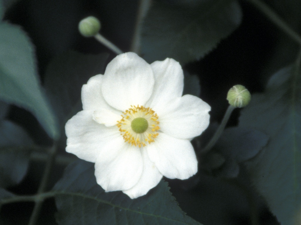 White flower