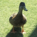 Duck